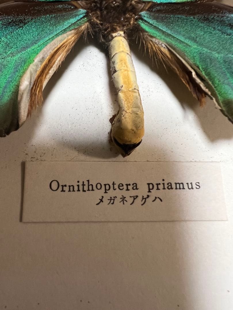 希少蝶標本メガネアゲハ（異常型）蝶標本採取現状品のみケース20x19cm