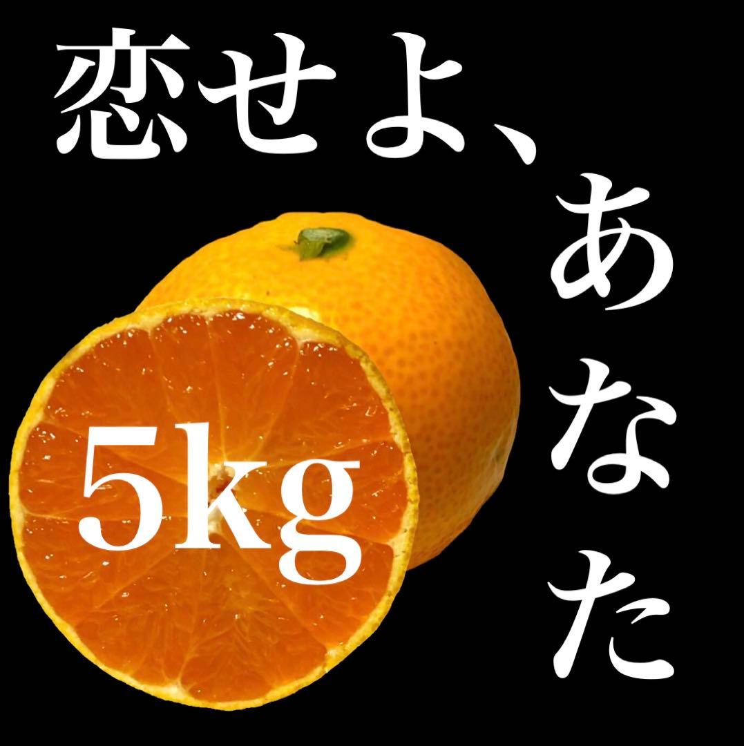 ⭐︎29.30着　5kg×2