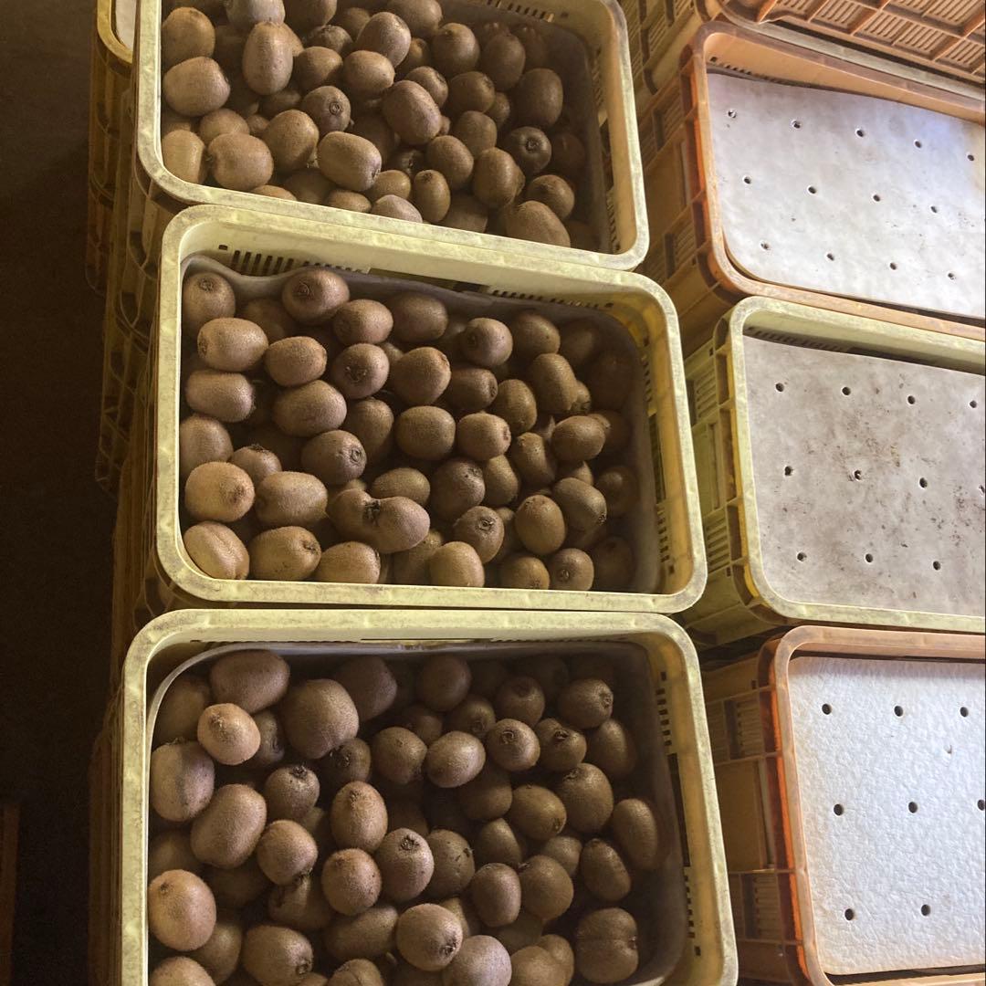 オーダー専用‼️ 14kg入り!! ５千円‼️ キウイフルーツお得箱‼️