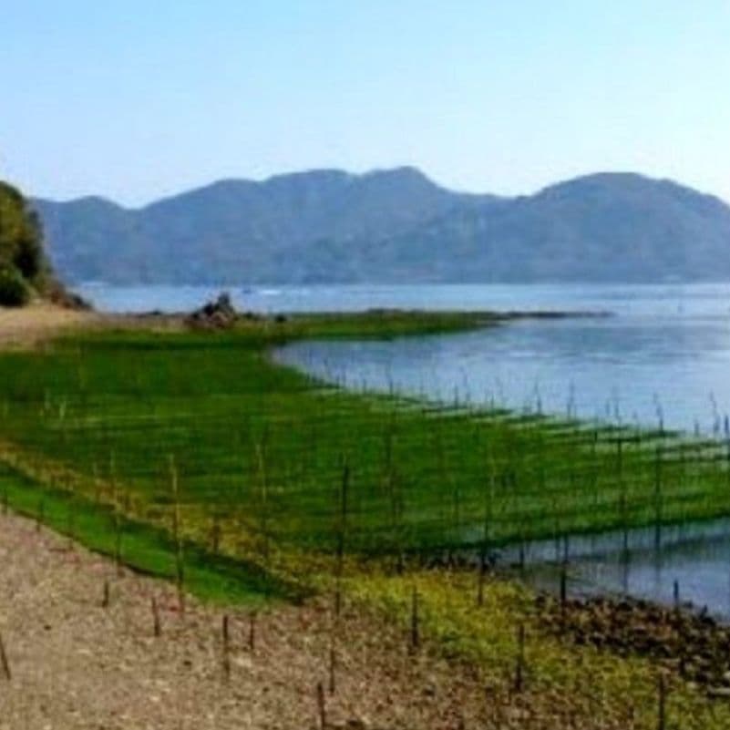 鹿児島県長島町産あおさ あおさのり 海苔 乾燥あおさ あおさ (ひとえぐさ)