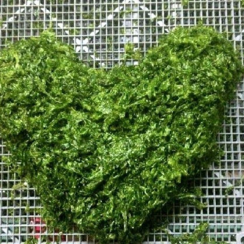 鹿児島県長島町産あおさ あおさのり 海苔 乾燥あおさ あおさ (ひとえぐさ)