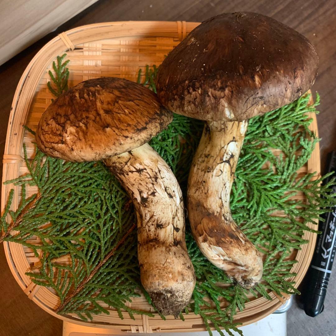 ⑤秀品【岩手県産天然松茸】収穫最終　国産本場　開き　採れたて　産地直送　176g