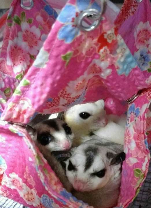 モモンガハウス(お祭り柄) 夏仕様   涼しい夏生地を使用❗️   1550円