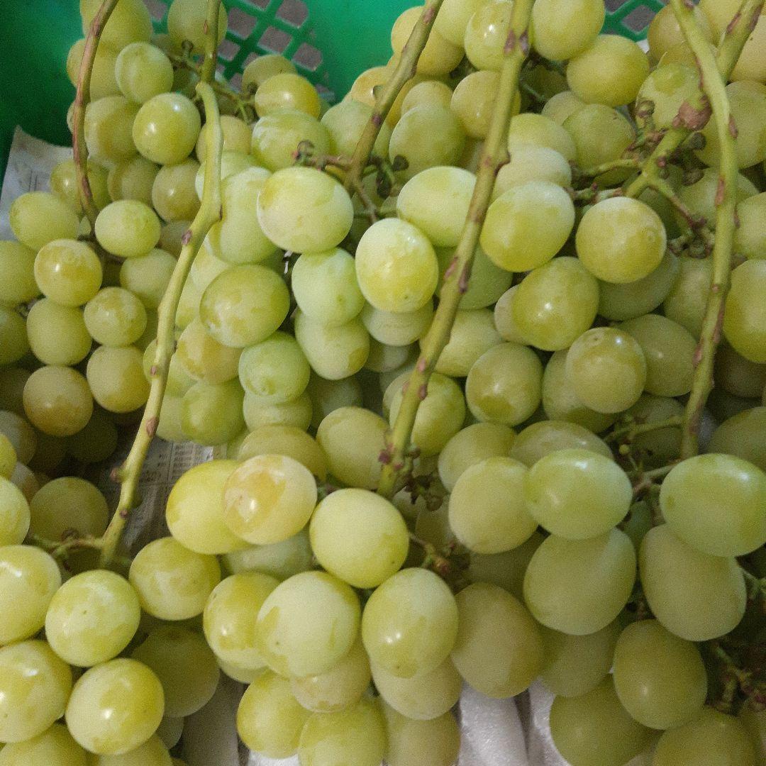 シャインマスカット家庭用徳用5キロ入り