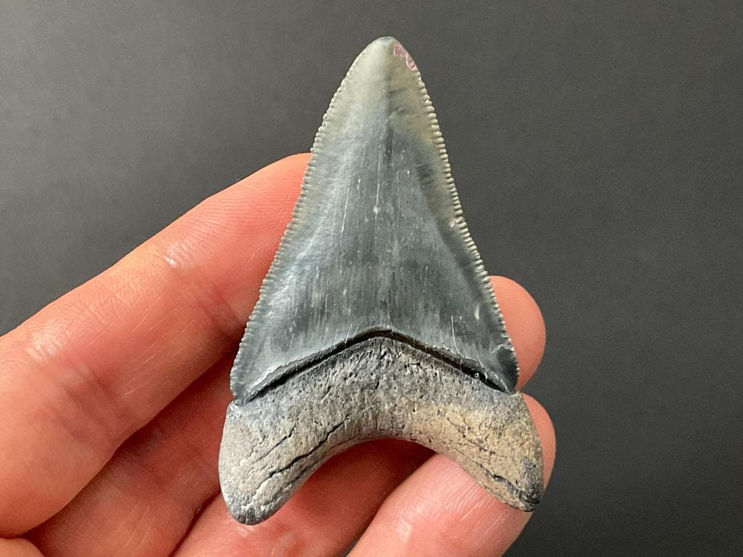 メガロドンの歯 [MG208] 化石