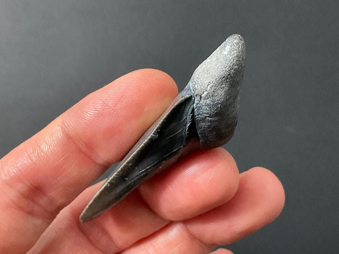 メガロドンの歯 [MG208] 化石