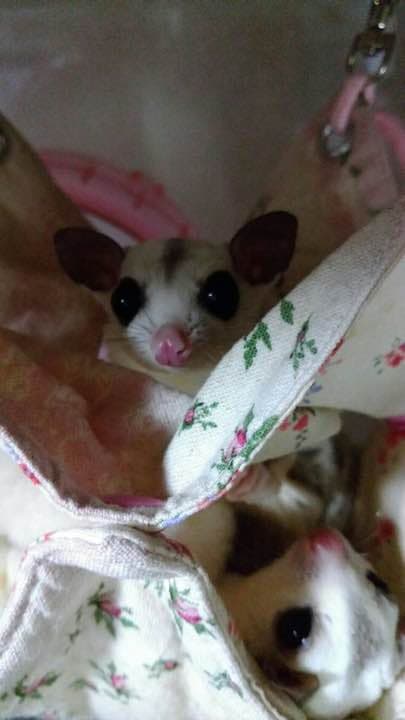 モモンガハウス(花柄No2)夏仕様  涼しい夏生地を使用❗️ 大サイズ