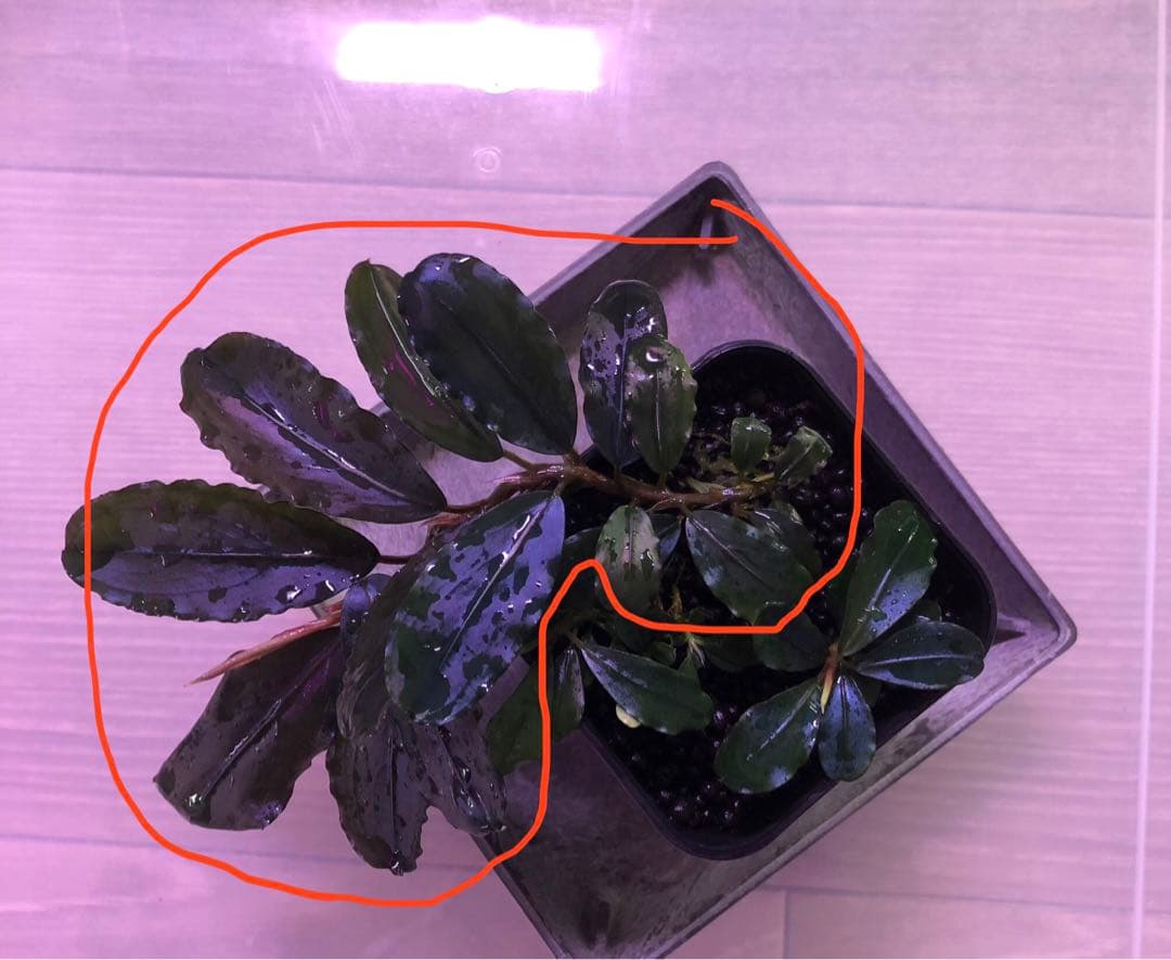 陰性水草の王様的存在【ブセファランドラ】Pink blossam