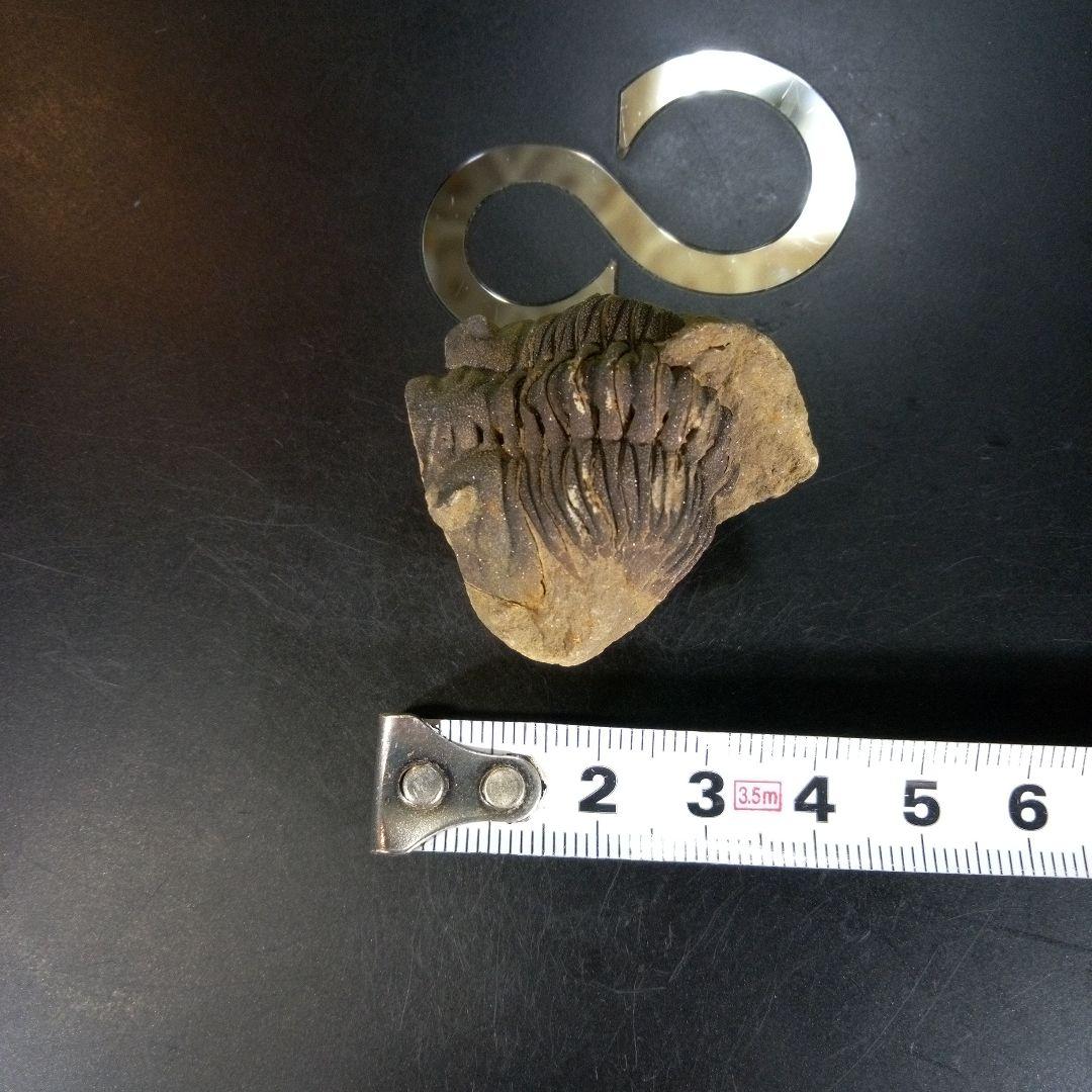 三葉虫　化石　ボリビア産　南アメリカ　trilobite　Bolivia三葉虫⑤