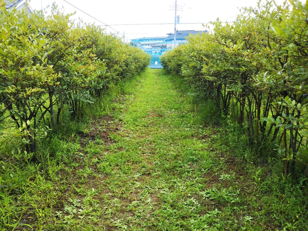 《訳あり》冷凍ブルーベリー５Kg　お買い得！！