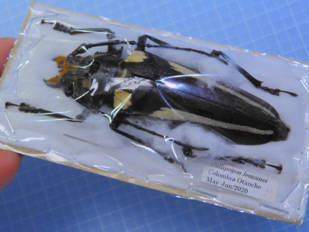 コロンビア産　特大　レモイネイトゲウスバカミキリ　81mm