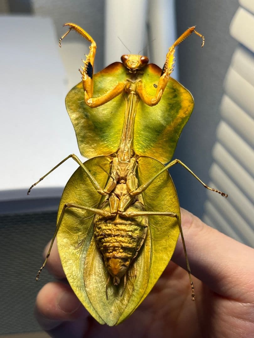 【標本】ナンベイマルムネカマキリ Choeradodisキリギリスカマドウマ