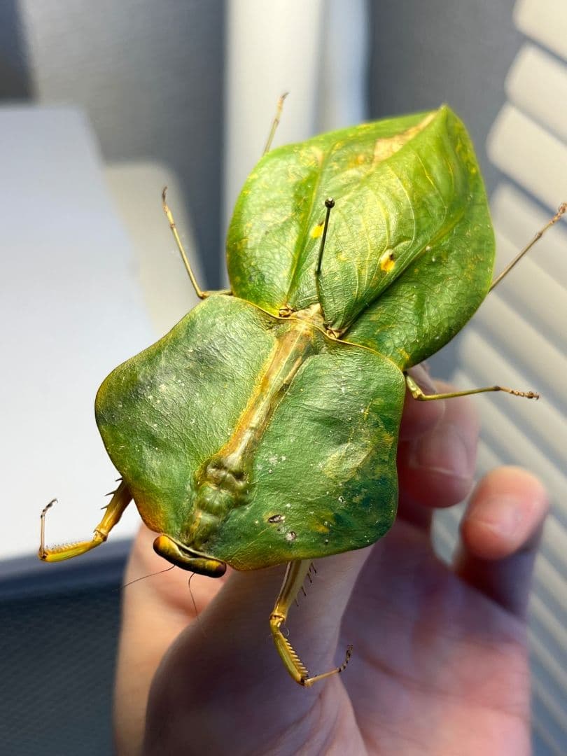 【標本】ナンベイマルムネカマキリ Choeradodisキリギリスカマドウマ