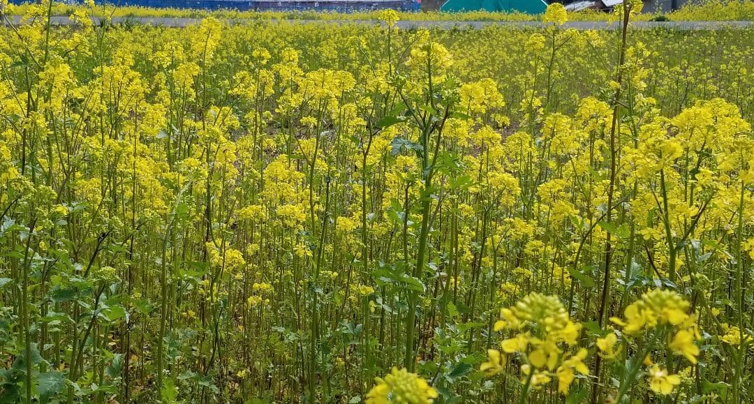 えごま油　低温圧搾 100％国産 110g×5
