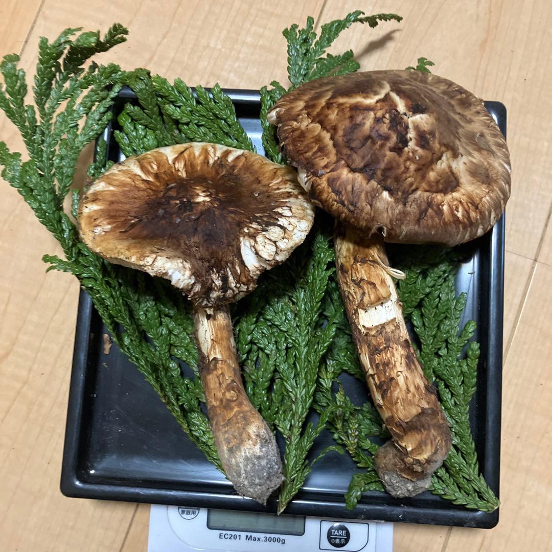 北海道産❗️天然松茸❗️525g‼️特大ツボミ❗️