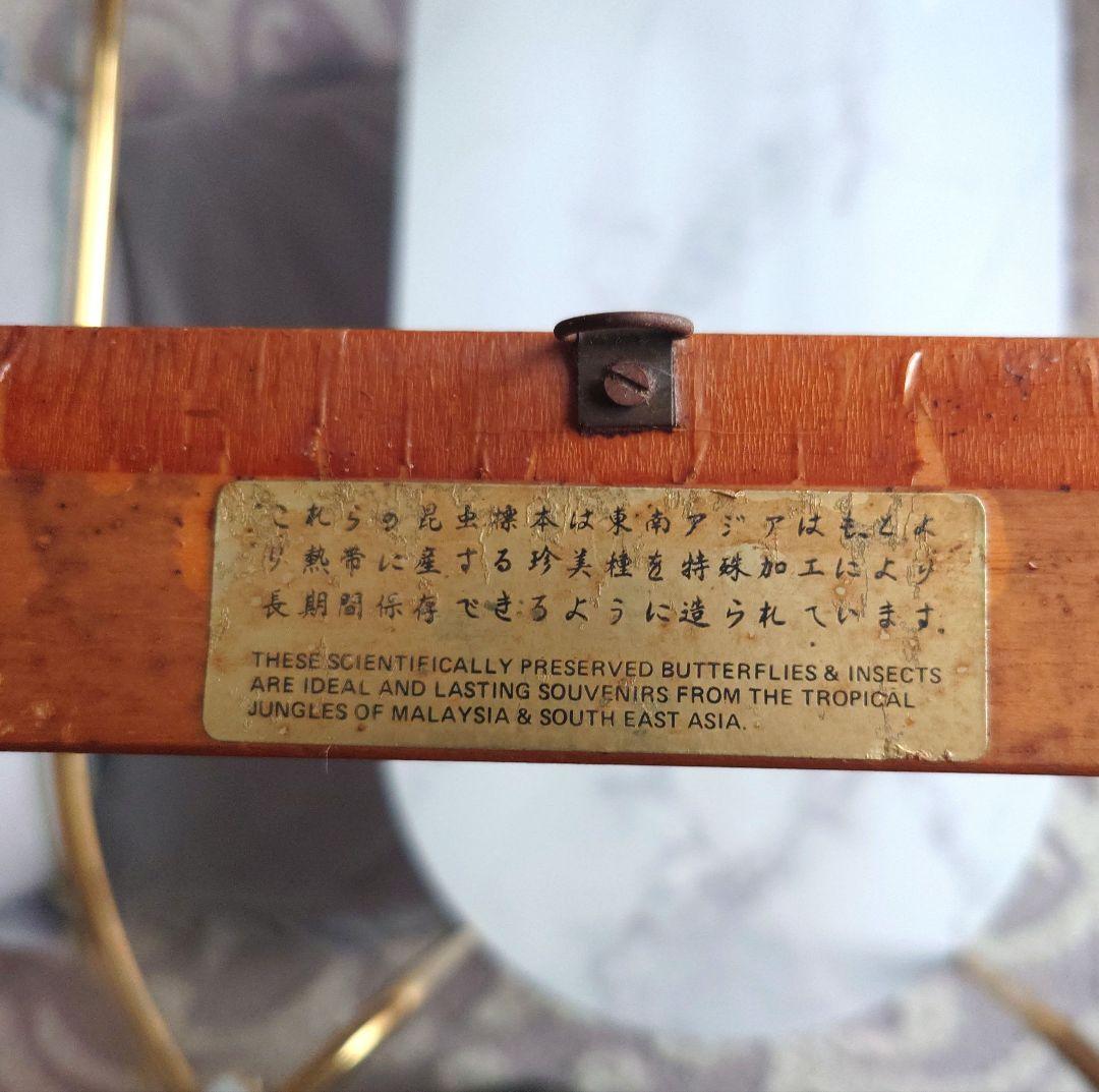 シンガポール製の虫の標本