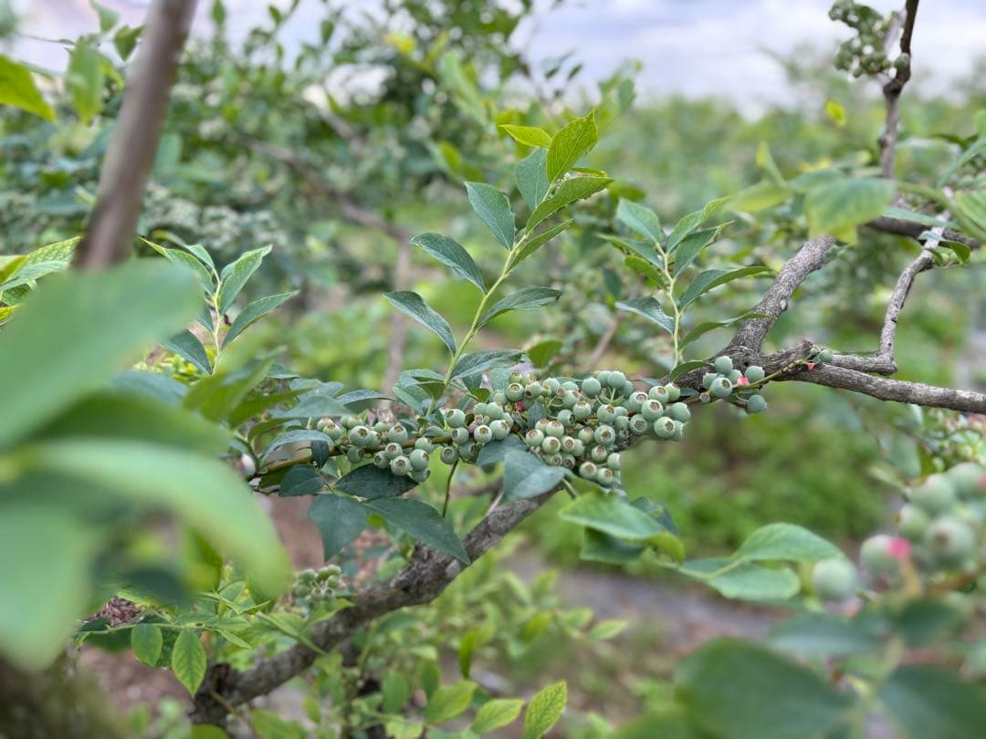 埼玉県産令和7年度　冷凍ブルーベリー7キロ