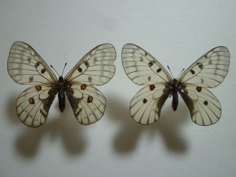 【外国産蝶標本】アカボシウスバ♀♂/韓国.沃川産/♀72mm♂73mm