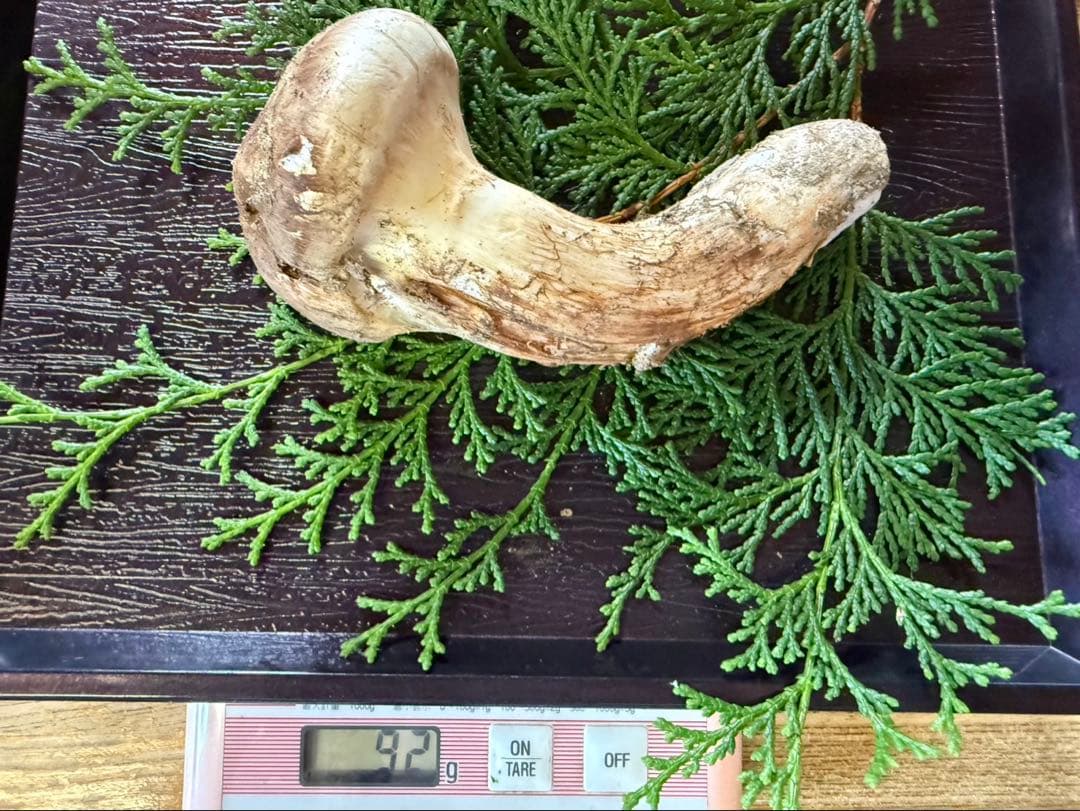 最終‼️【信州産松茸】92g