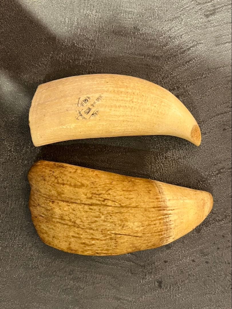 マッコウクジラの歯　２本セット