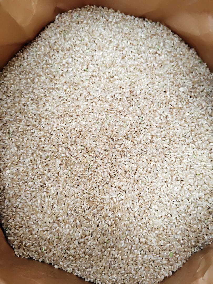 【令和7年度産】西条の名水で育てたお米 にじのきらめき 新米玄米 10kg