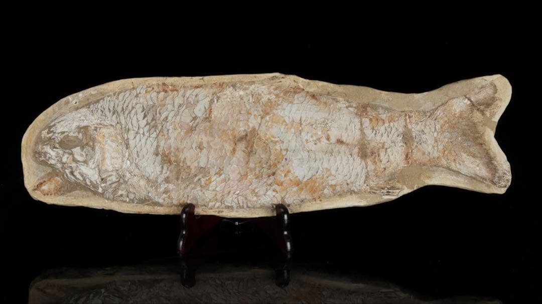 白亜紀前期 サンタナ層産 古代魚化石 クラドキクルス 古生物化石 標本 骨格