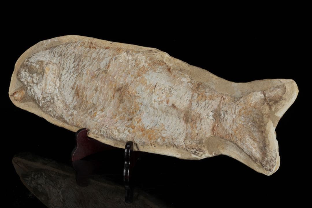 白亜紀前期 サンタナ層産 古代魚化石 クラドキクルス 古生物化石 標本 骨格