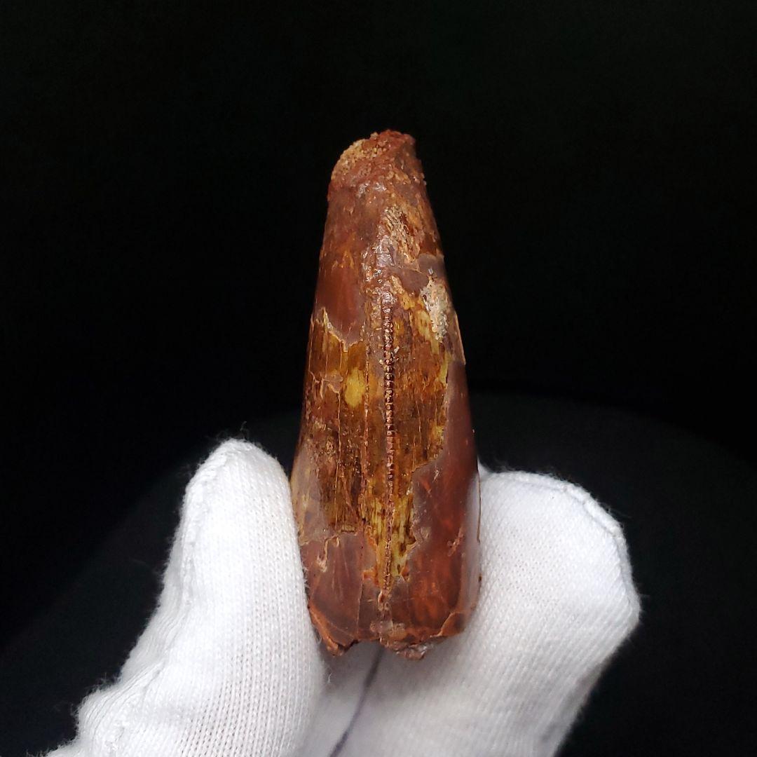 カルカロドントサウルス 歯 化石 本物 モロッコ産 45.08mm  fca10