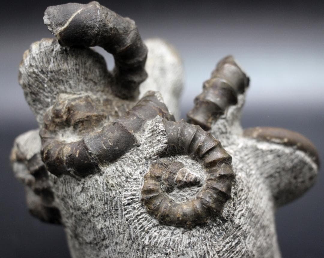 【限定値下げ中】博物館級 異常巻 アンモナイト 7化石密集 アイノセラス 高品質