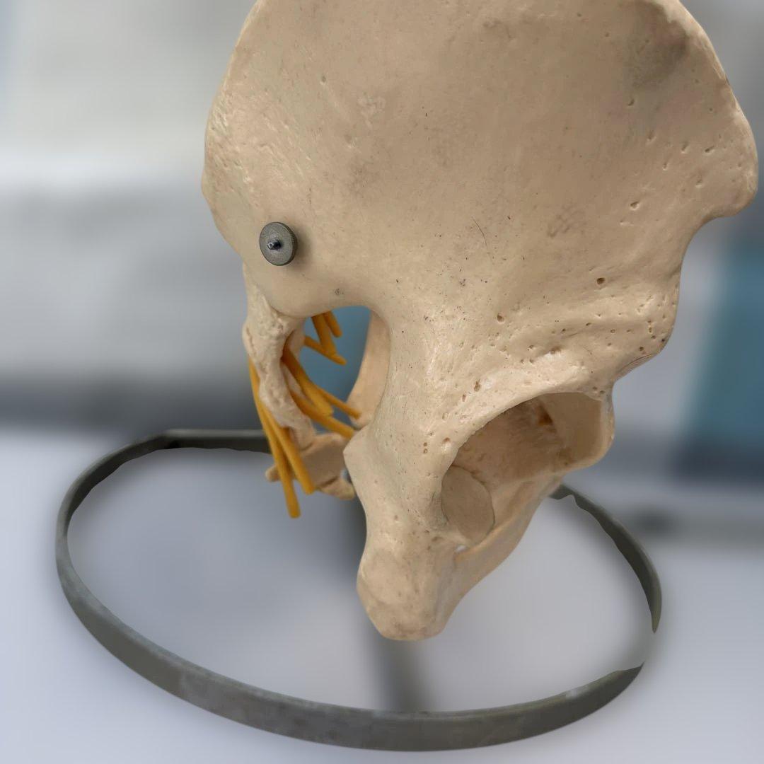 脊椎モデル 約85cm 可動式