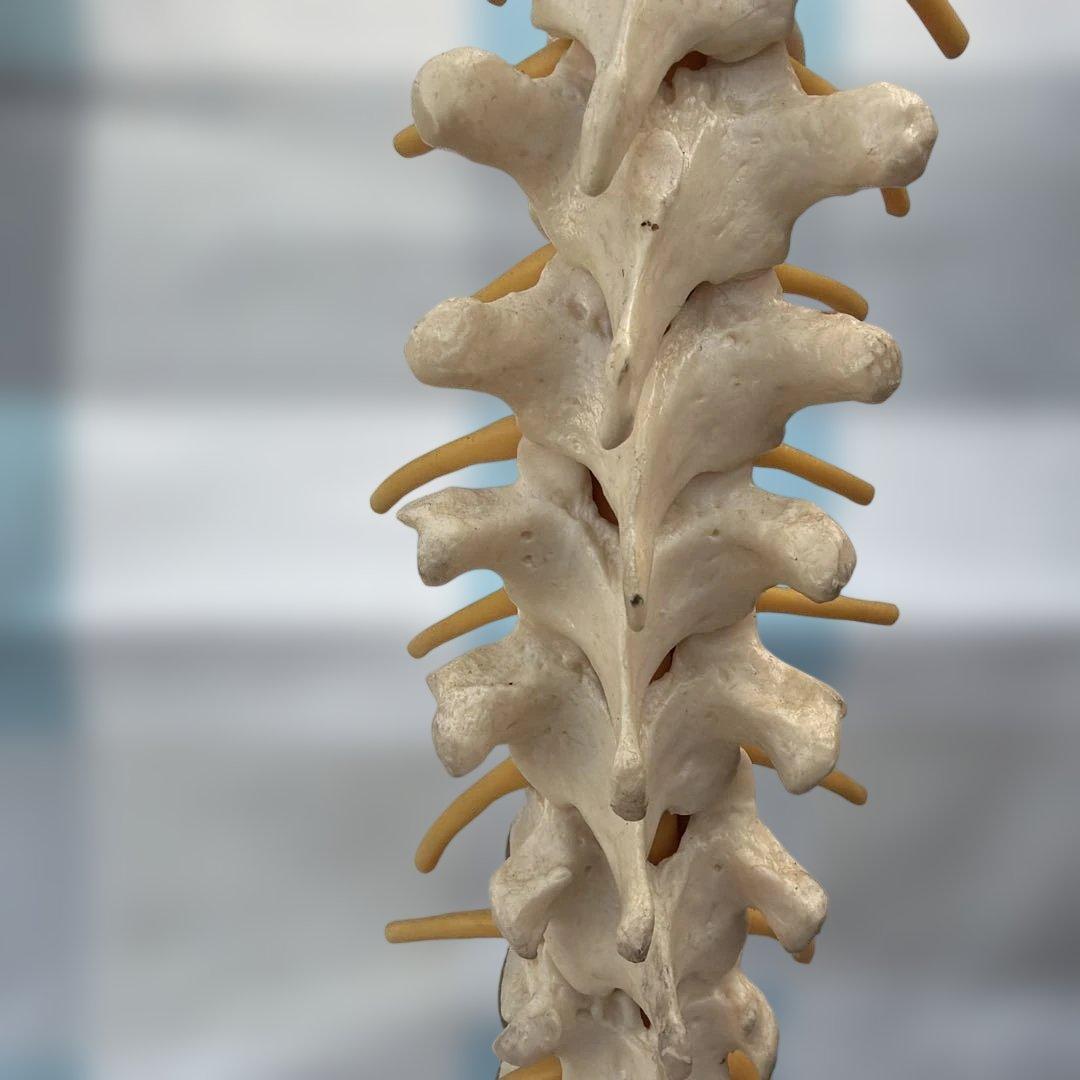 脊椎モデル 約85cm 可動式