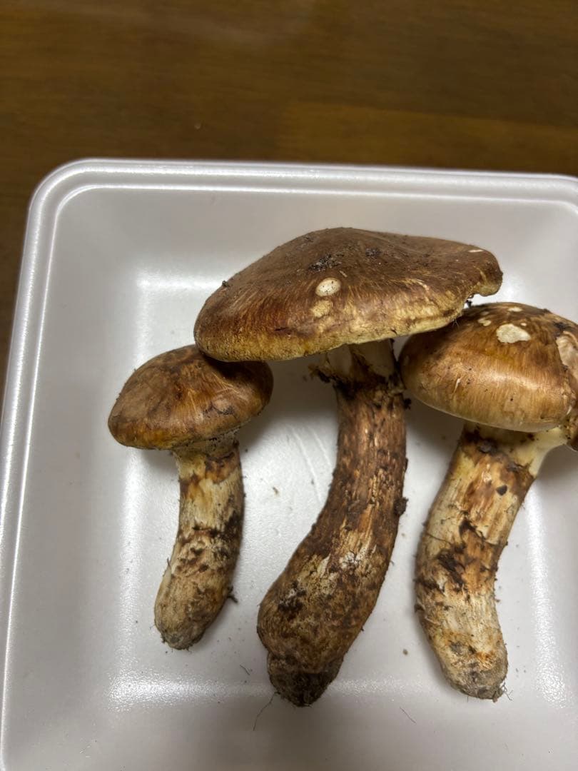 香川県産　獲れたて松茸3 3本149グラム　国産　天然物