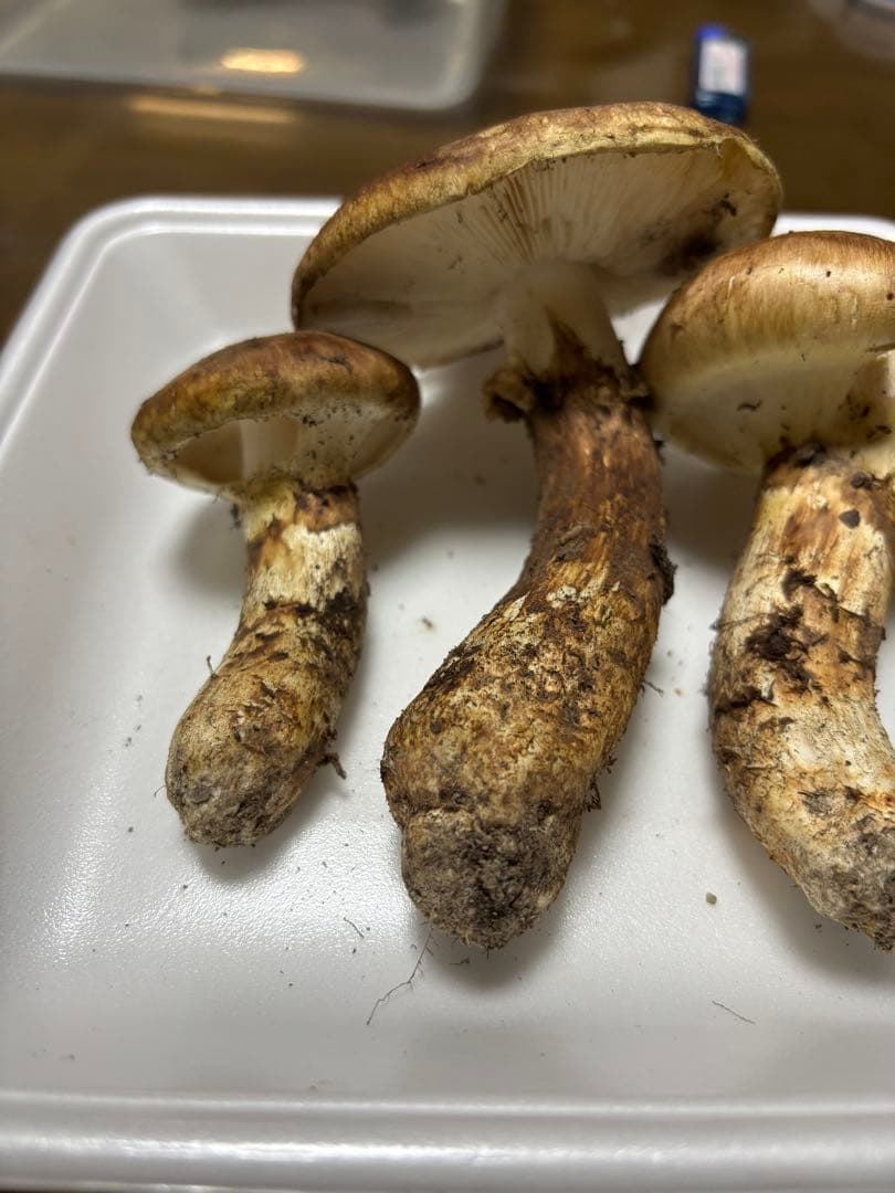 香川県産　獲れたて松茸3 3本149グラム　国産　天然物