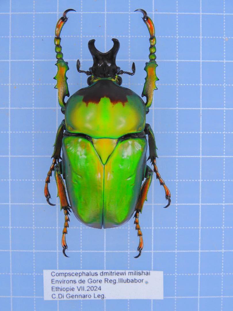 エチオピア産　美麗ハナムグリ　38mm