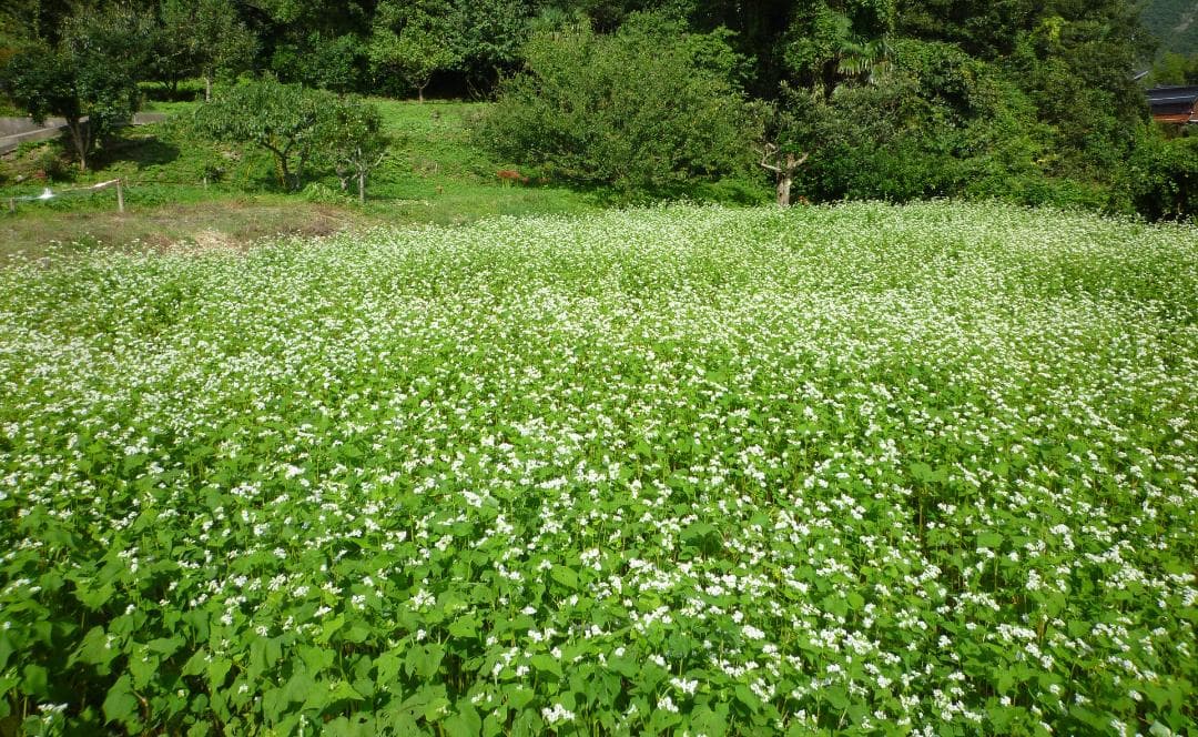 安心の日本みつばち 芳醇 糖度81％ 優良品 非加熱 秋はちみつ1,100g