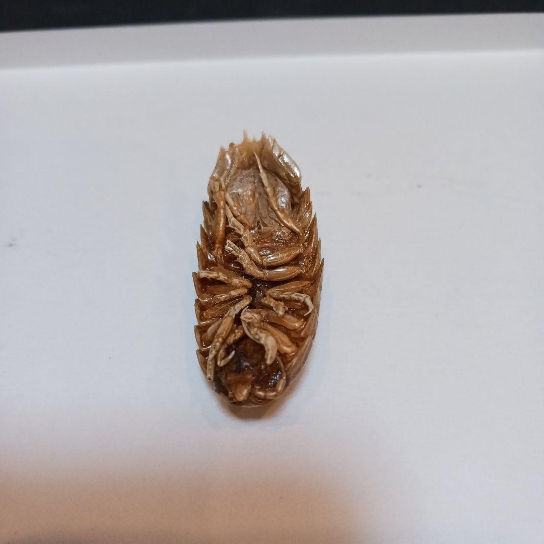 グソクムシ標本 約5cm