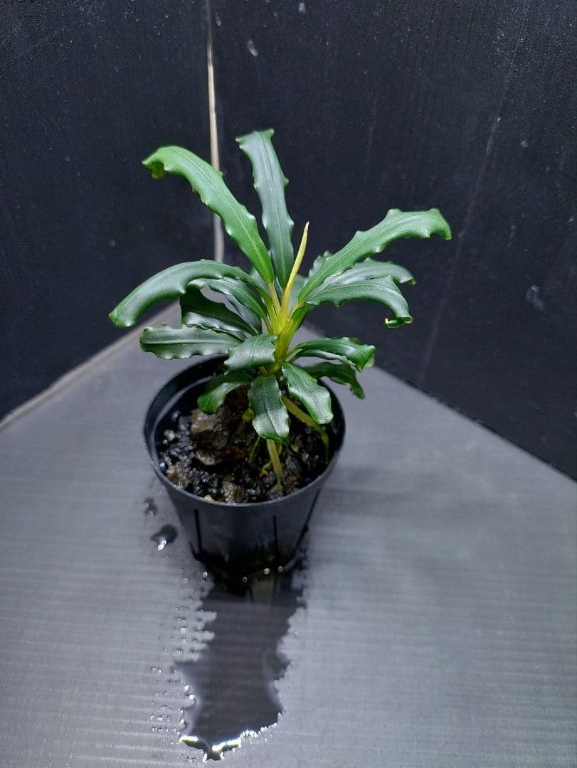 けむ ブセファランドラ sp.Tebakang、ララズ