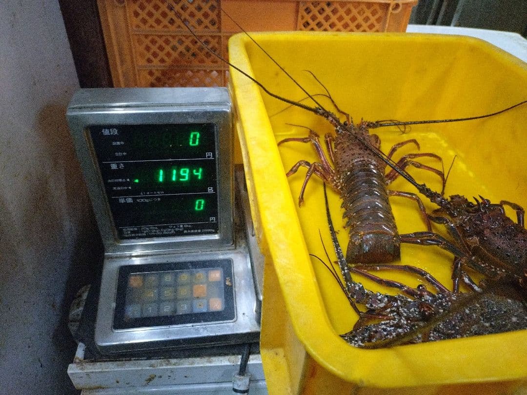 活け　伊勢海老　和歌山県産