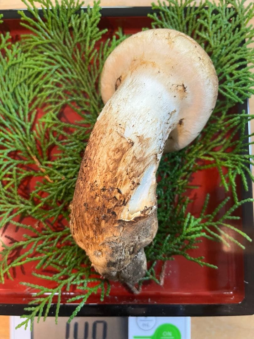 松茸149g（1本）長野県産松茸　南信州産松茸　国産松茸