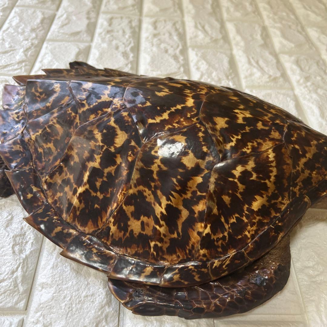 ウミガメ　タイマイの剥製　国際希少野生動植物登録票有り