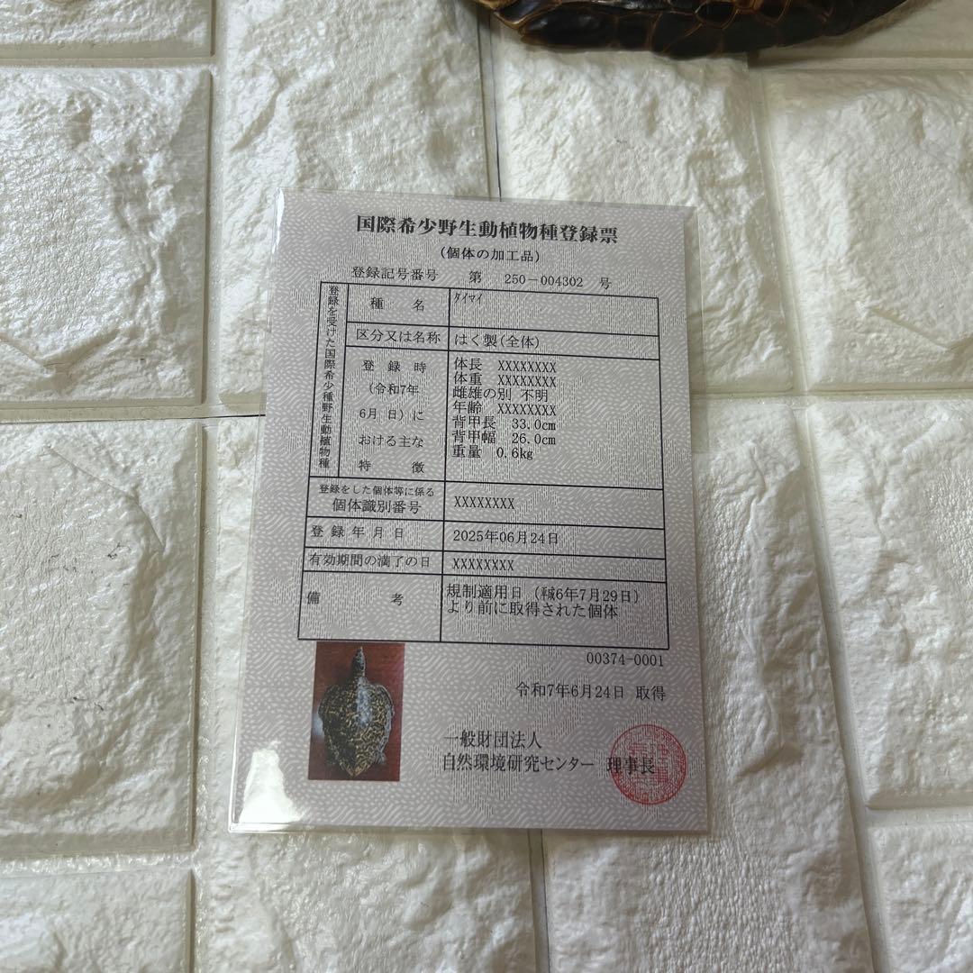 ウミガメ　タイマイの剥製　国際希少野生動植物登録票有り