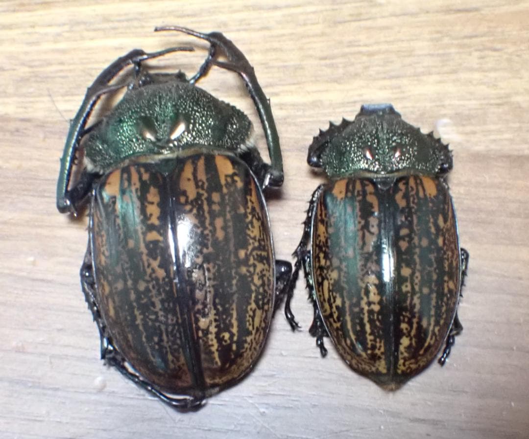 リ*ル様 在庫最後　超希少だが状態が悪い　野外品　ベトナム　パリーテナガコガネ