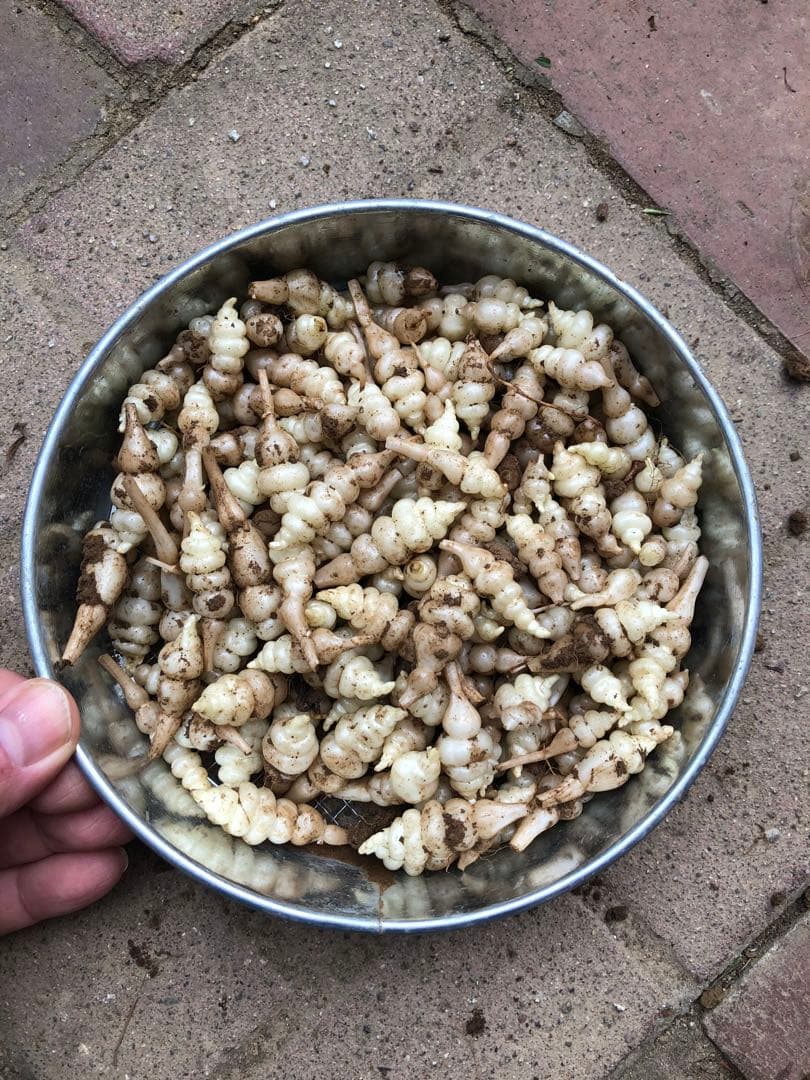 ちょろぎ2kg 珍しい生のちょろぎを採りたてでお届け※種芋にもなります#03