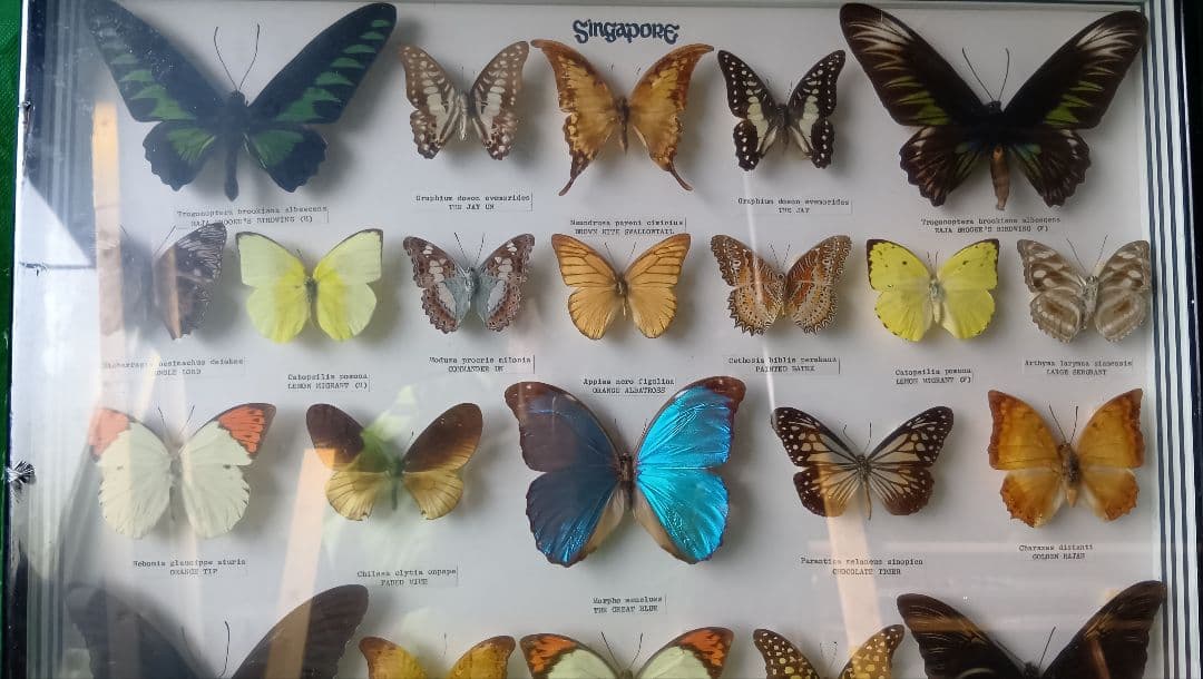 シンガポール 蝶標本 壁掛け用