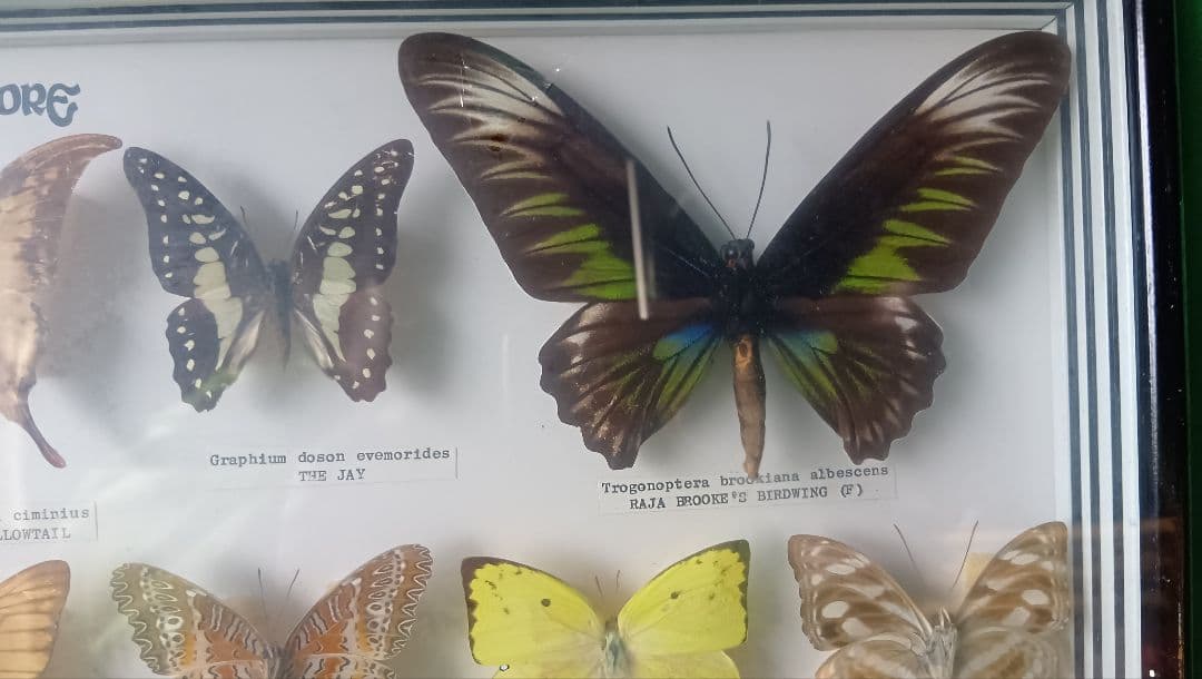 シンガポール 蝶標本 壁掛け用