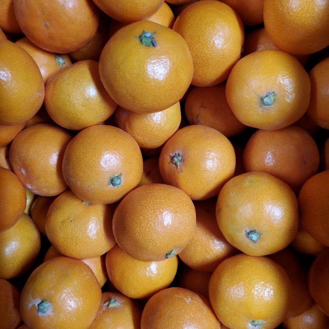 有田みかん小玉10キロ×4