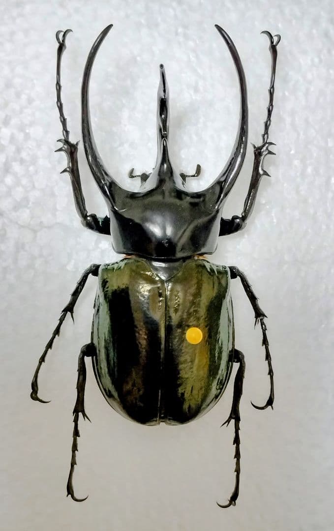 大型ジャワコーカサス標本①