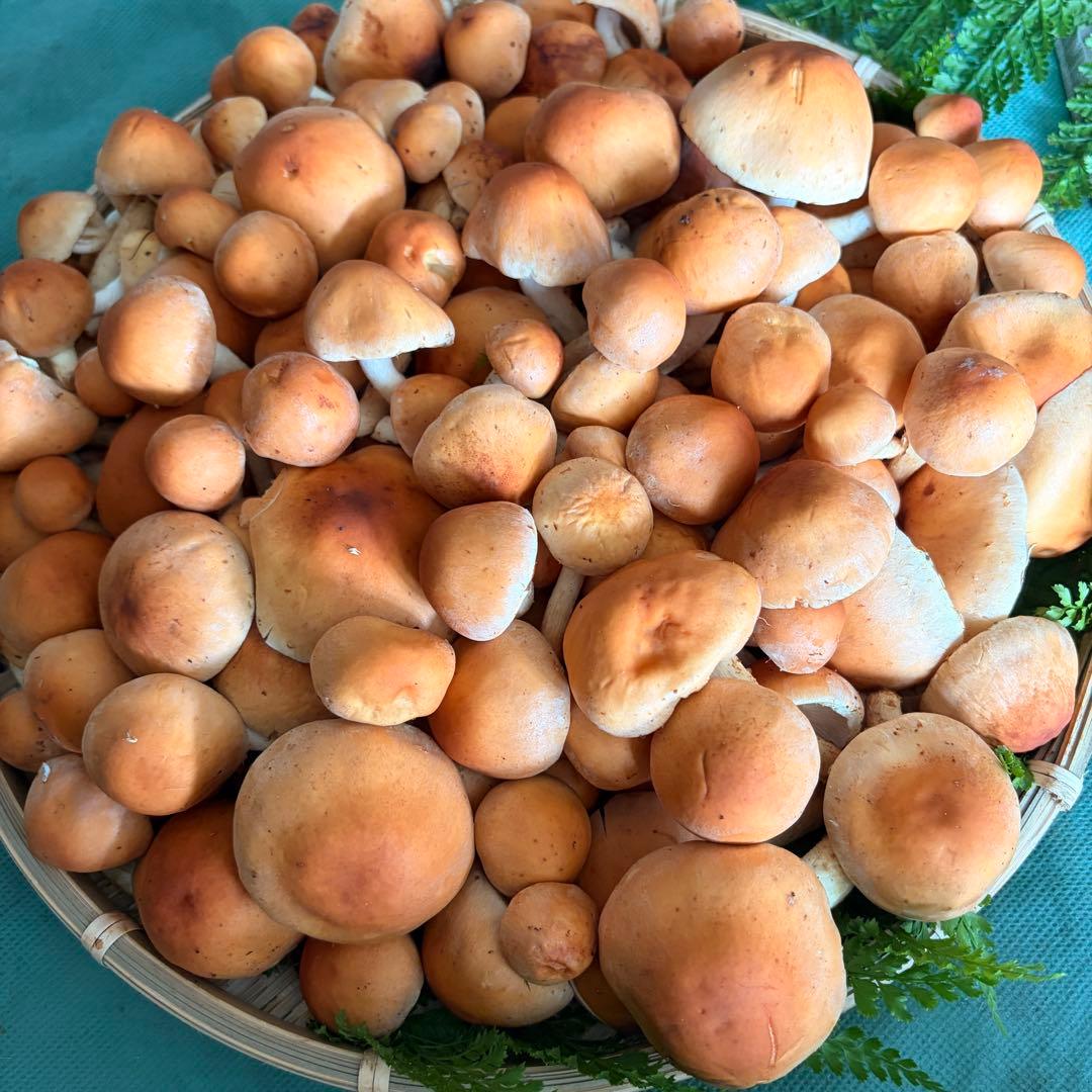 食材仕入れ専門‼️ 天然きのこ クリタケ ハナイグチ ナラタケ 2150ｇ