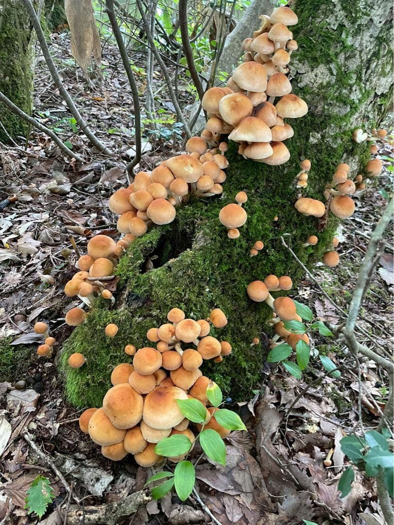 食材仕入れ専門‼️ 天然きのこ クリタケ ハナイグチ ナラタケ 2150ｇ