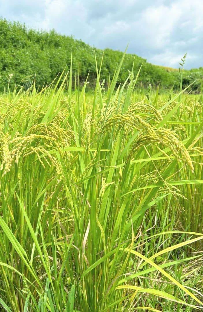 令和7年 自然栽培米　イセヒカリ 10kg 玄米